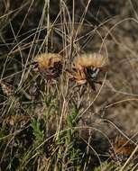 Sivun Pteronia elongata Thunb. kuva