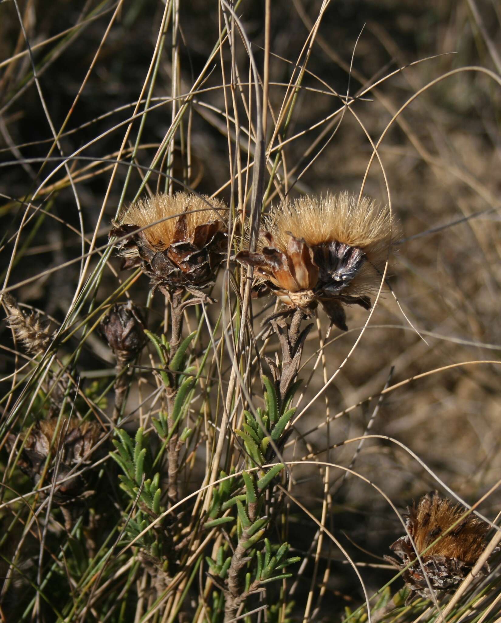 Image of Pteronia elongata Thunb.