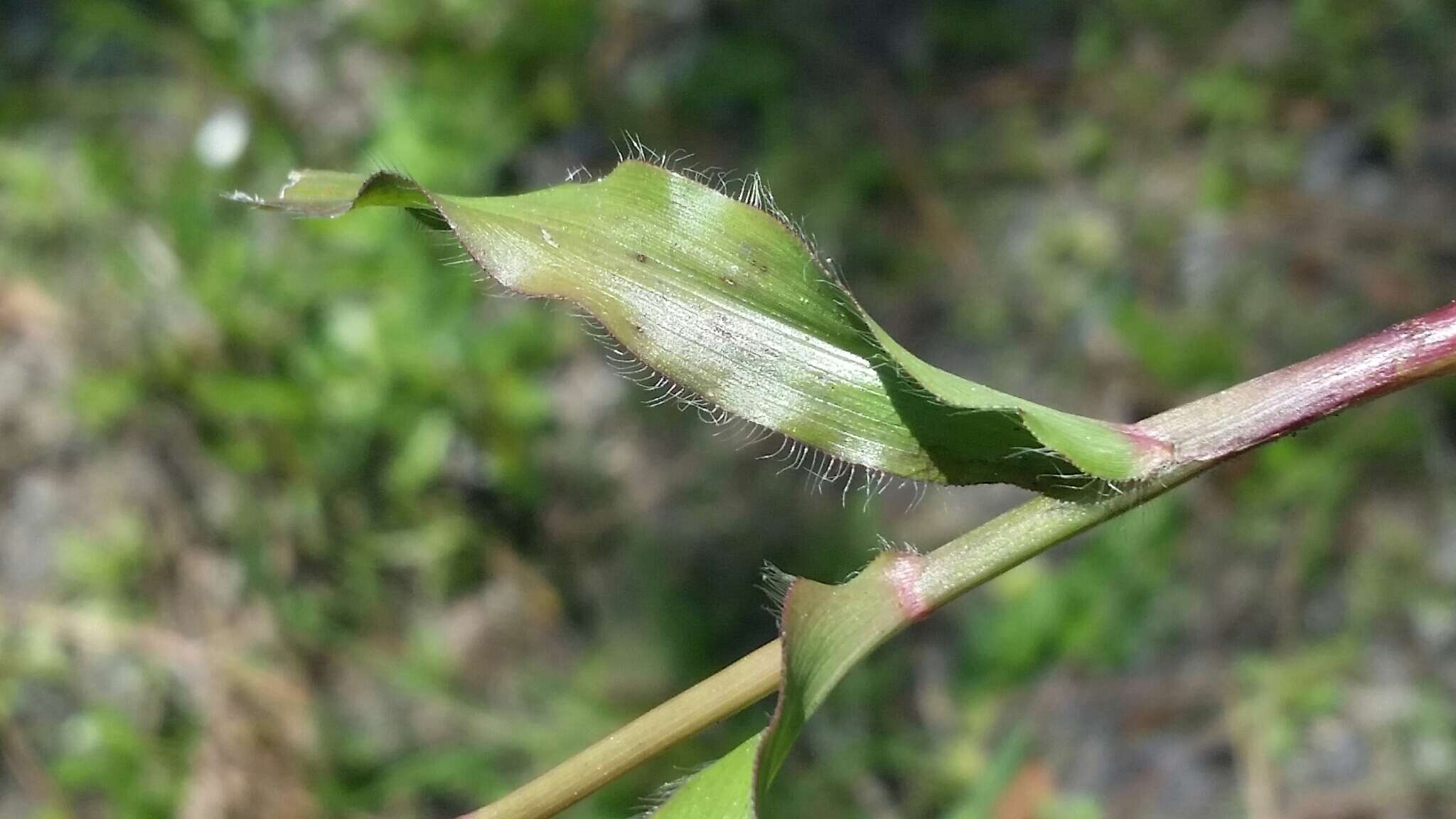 Слика од Paspalum setaceum Michx.