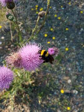 Image of Bombus argillaceus (Scopoli 1763)