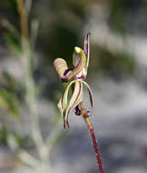 Sivun Caladenia brevisura Hopper & A. P. Br. kuva