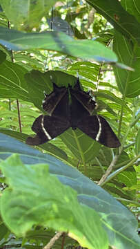 Image of Lyssa curvata Skinner 1903