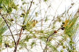 Imagem de Carduelis carduelis parva Tschusi 1901