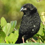 Image of Euplectes capensis capensis (Linnaeus 1766)