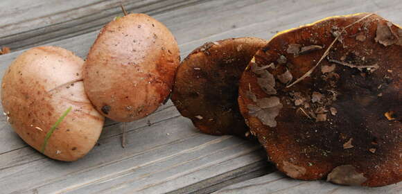 Image of Aureoboletus flaviporus (Earle) Klofac 2010