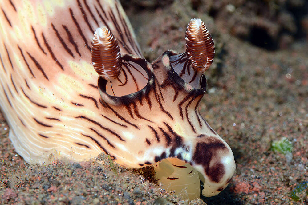 Image of Jorunna rubescens (Bergh 1876)