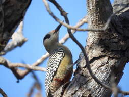 Слика од Melanerpes superciliaris (Temminck 1827)