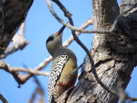 Image of West Indian Woodpecker