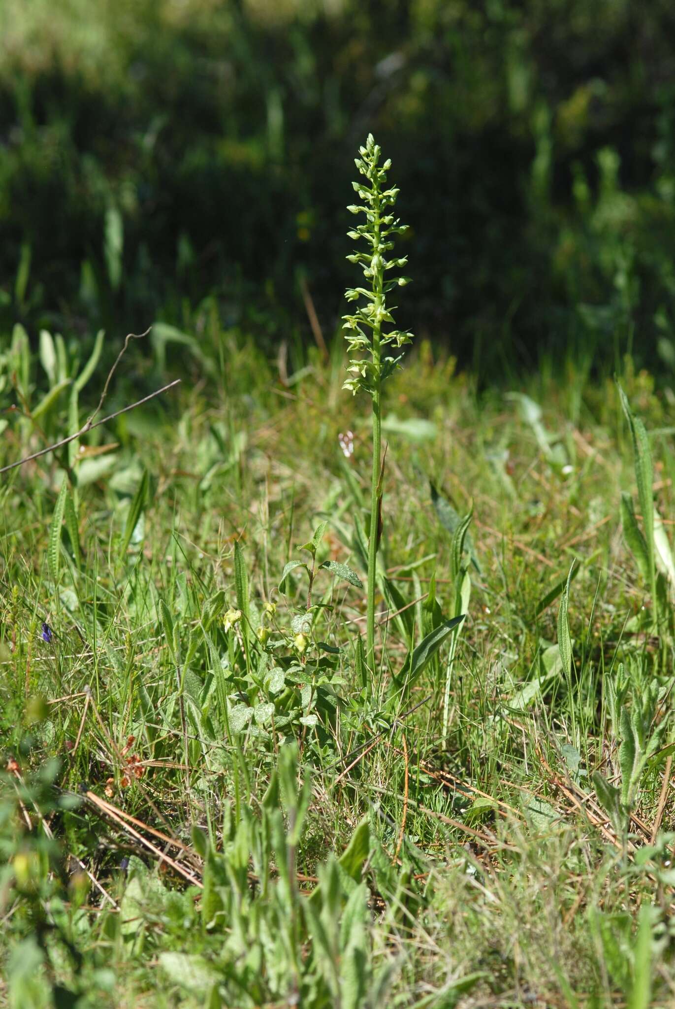 Слика од Platanthera algeriensis Batt. & Trab.