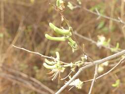 Image of Alangium salviifolium (L. fil.) Wangerin