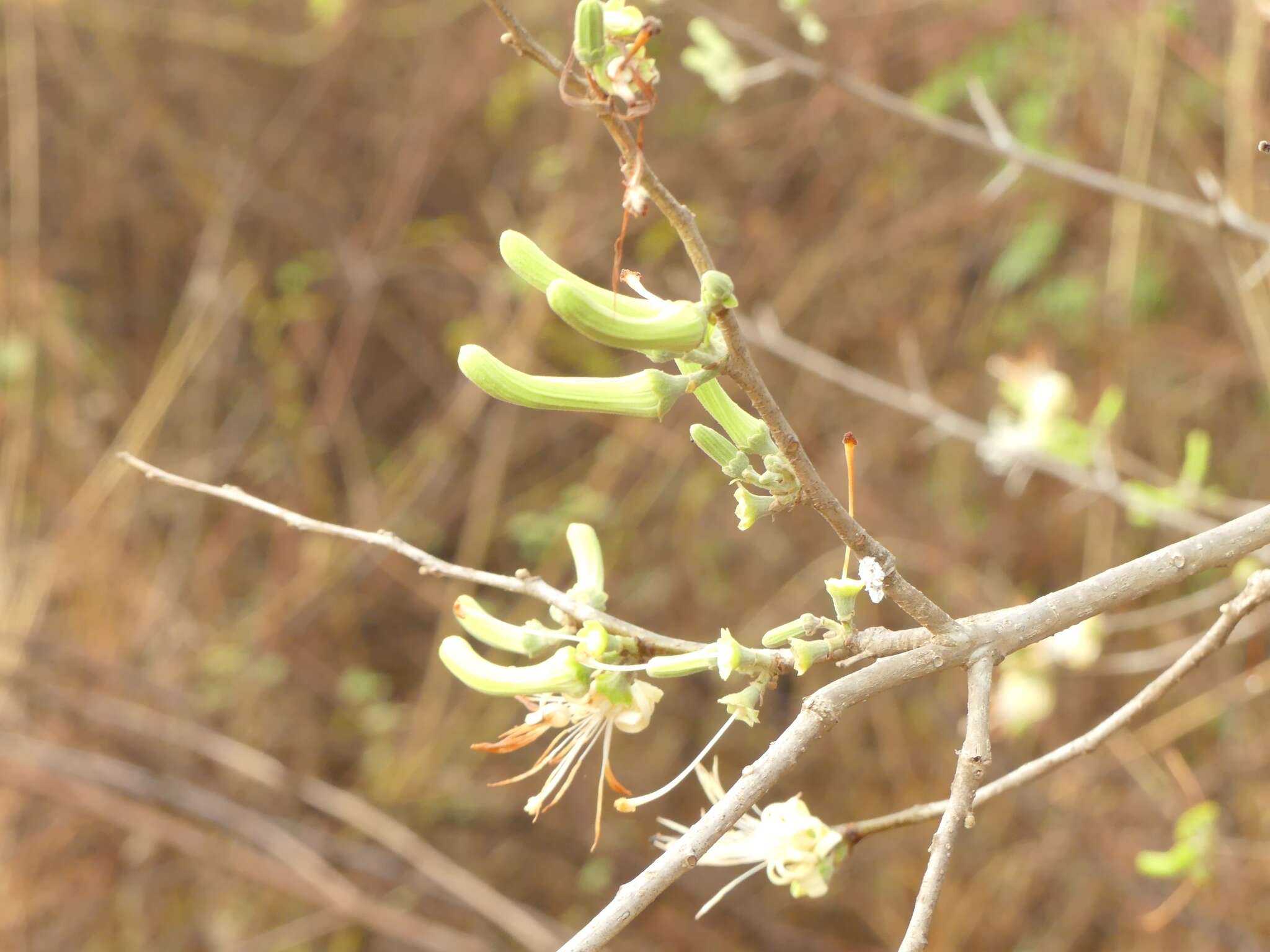 Image of Alangium salviifolium (L. fil.) Wangerin