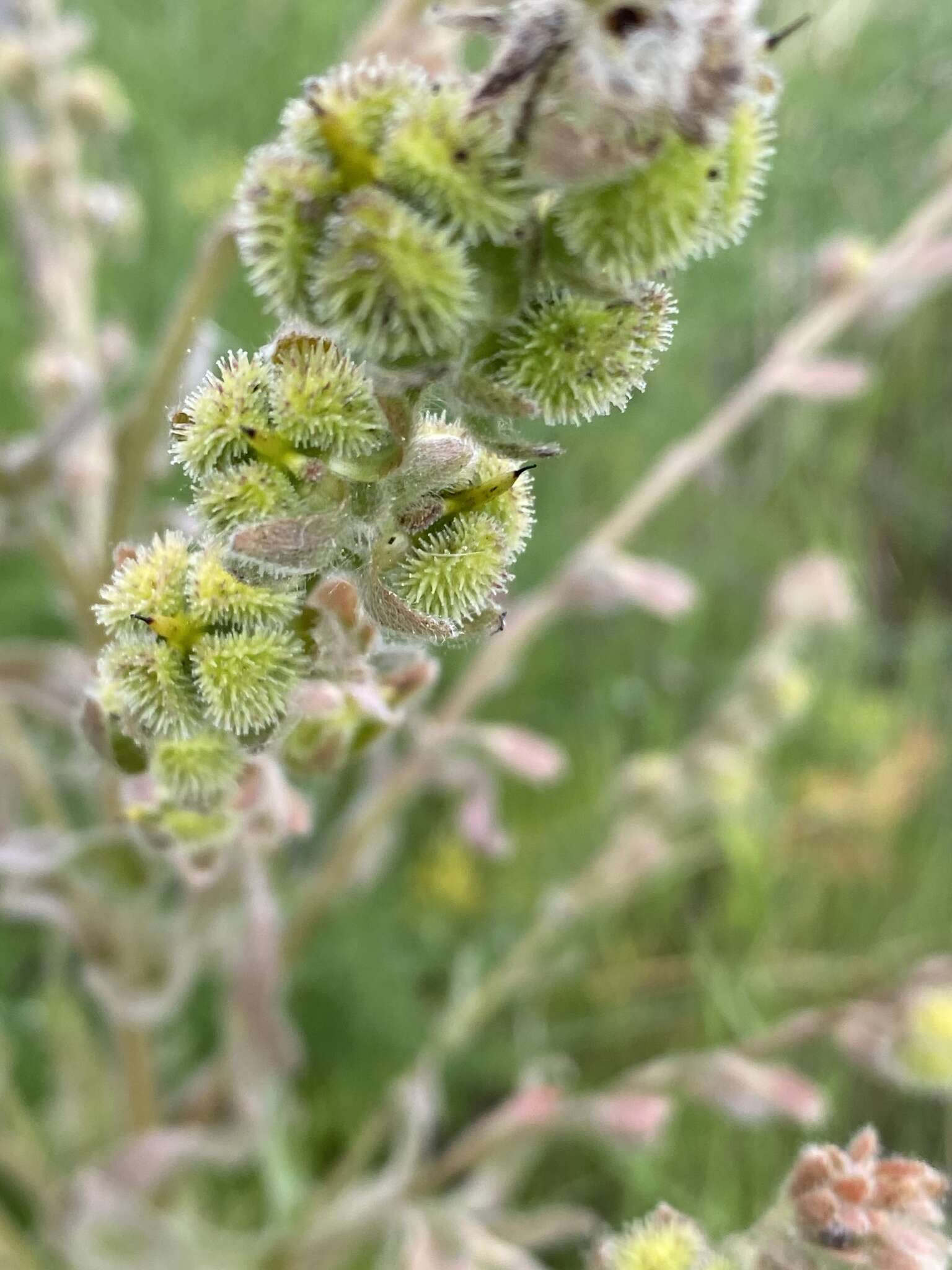 Sivun Cynoglossum clandestinum Desf. kuva