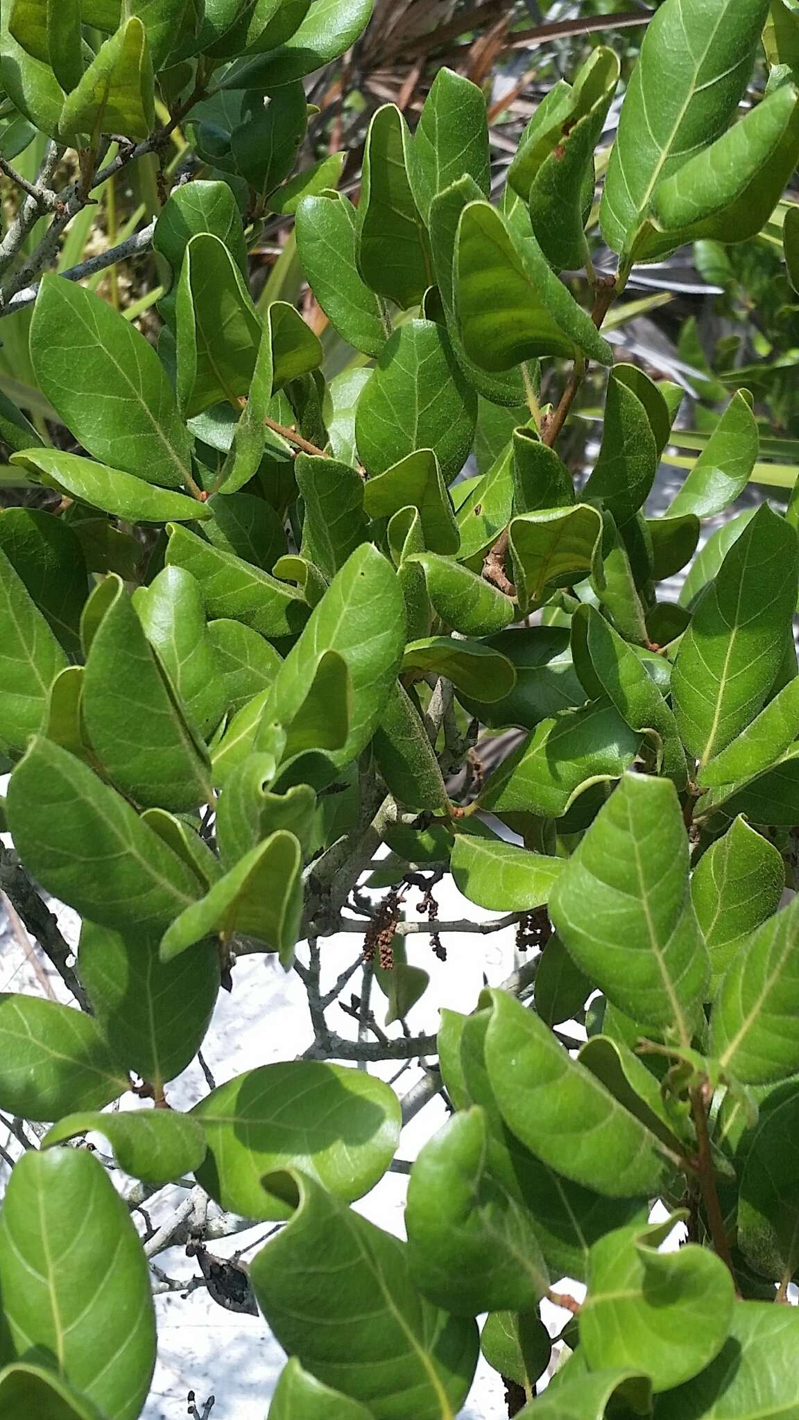 Image of scrub oak