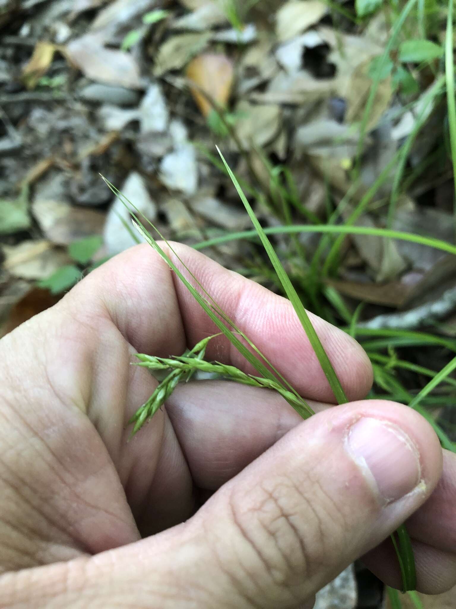 Imagem de Carex debilis Michx.