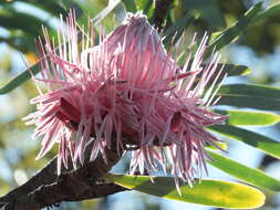 Image de Protea curvata N. E. Br.