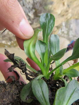 Image of Valeriana nivalis Wedd.