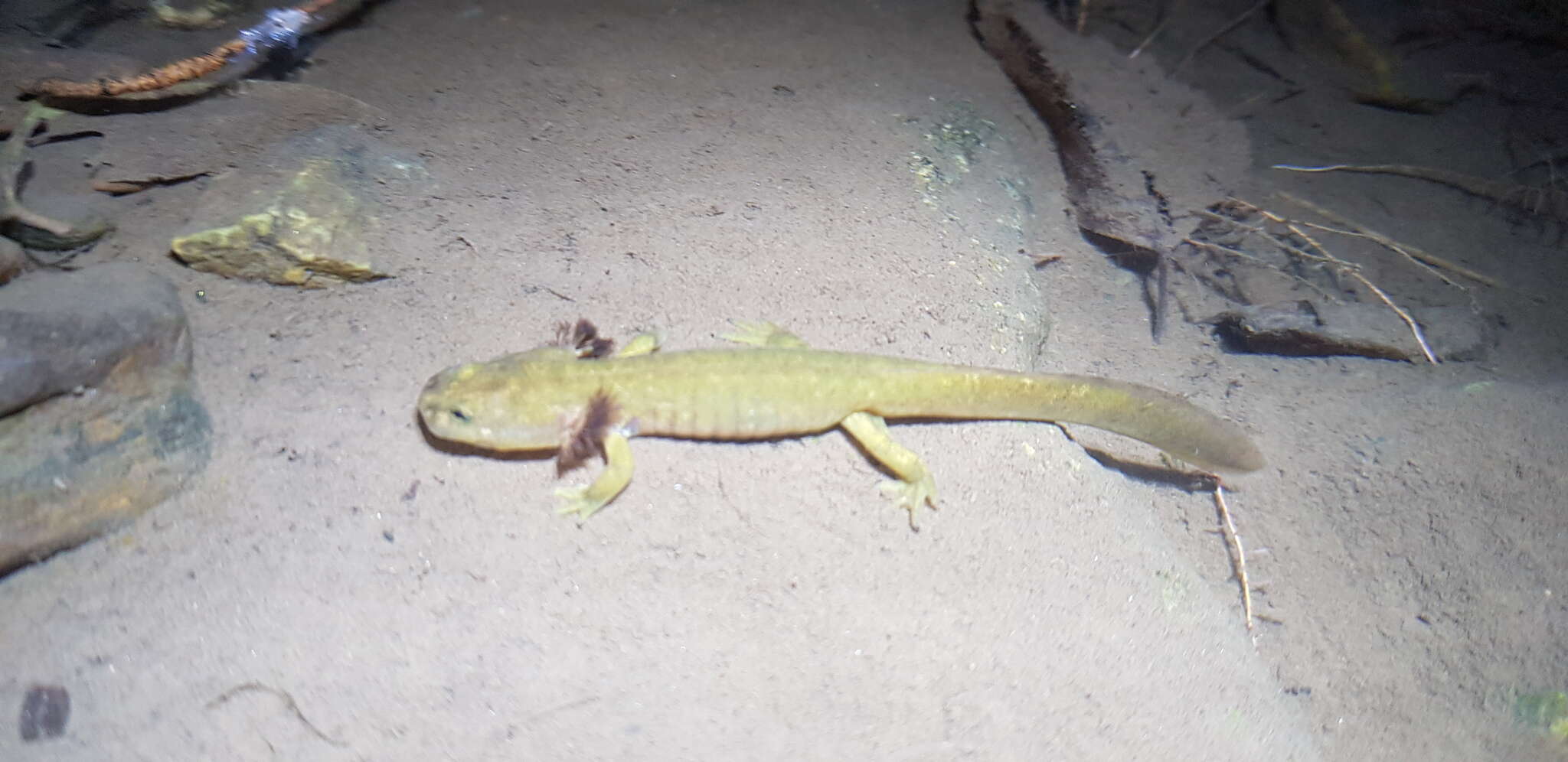 Image of Siberian salamanders