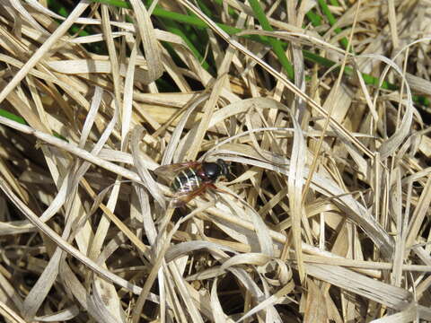 Image of Sericomyia lappona (Linnaeus 1758)