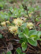 Plancia ëd Salix glauca subsp. callicarpaea (Trautv.) Böcher