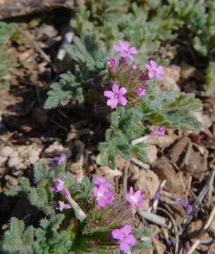 Image of pink mock vervain