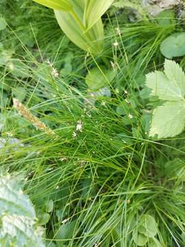 Image of Juncus monanthos Jacq.