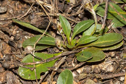 Image of Ptilotus seminudus (J. M. Black) J. M. Black