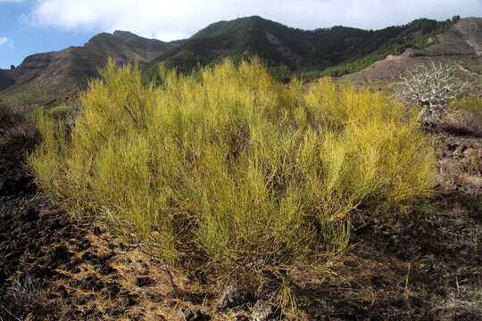 Imagem de Retama monosperma (L.) Boiss.