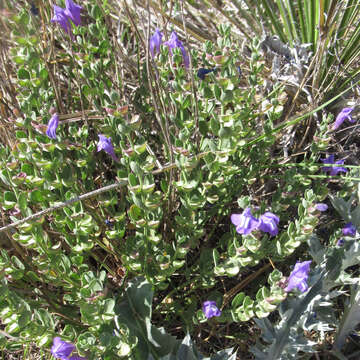 Image of sticky skullcap