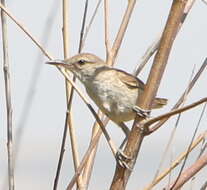 Image of Clamorous Reed Warbler