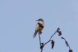 Imagem de Prinia erythroptera (Jardine 1849)