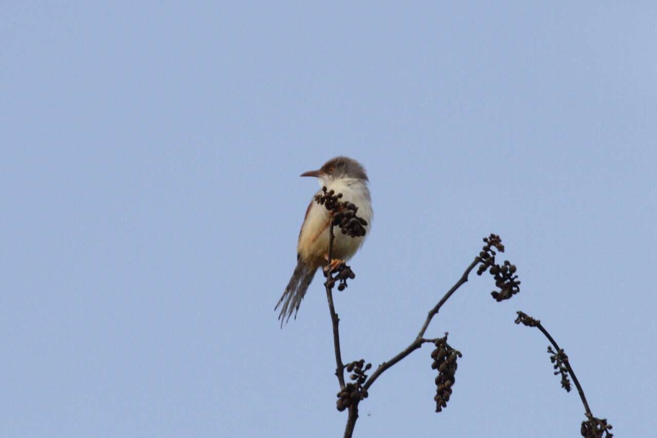 Imagem de Prinia erythroptera (Jardine 1849)