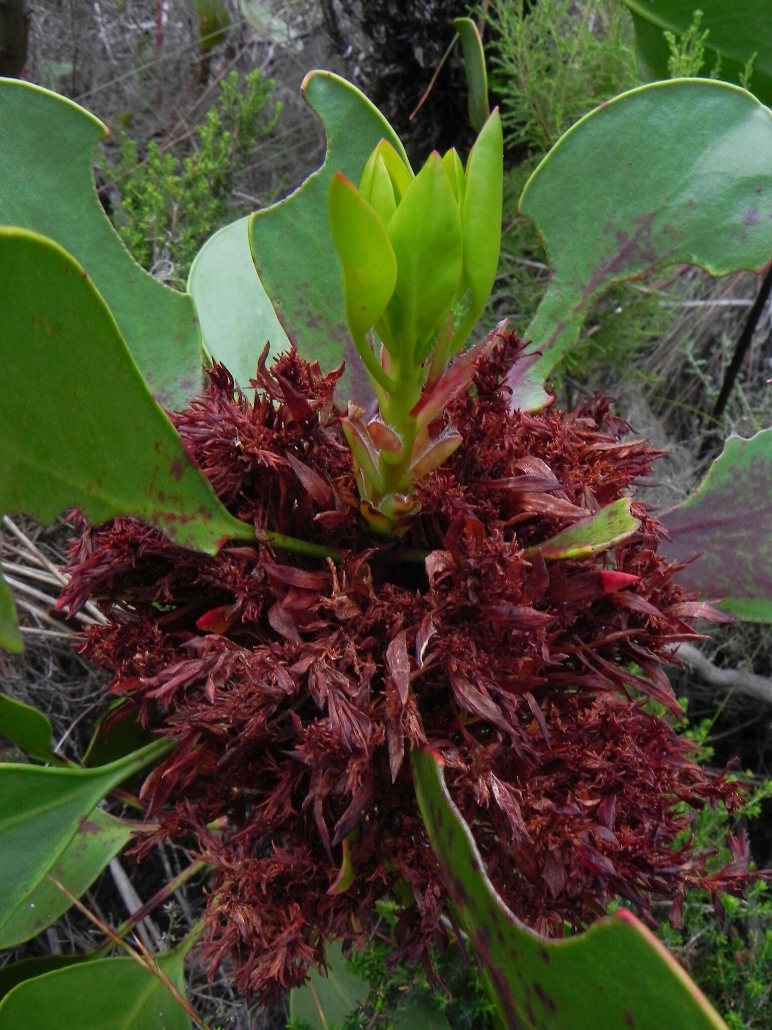 Image of Acholeplasmataceae