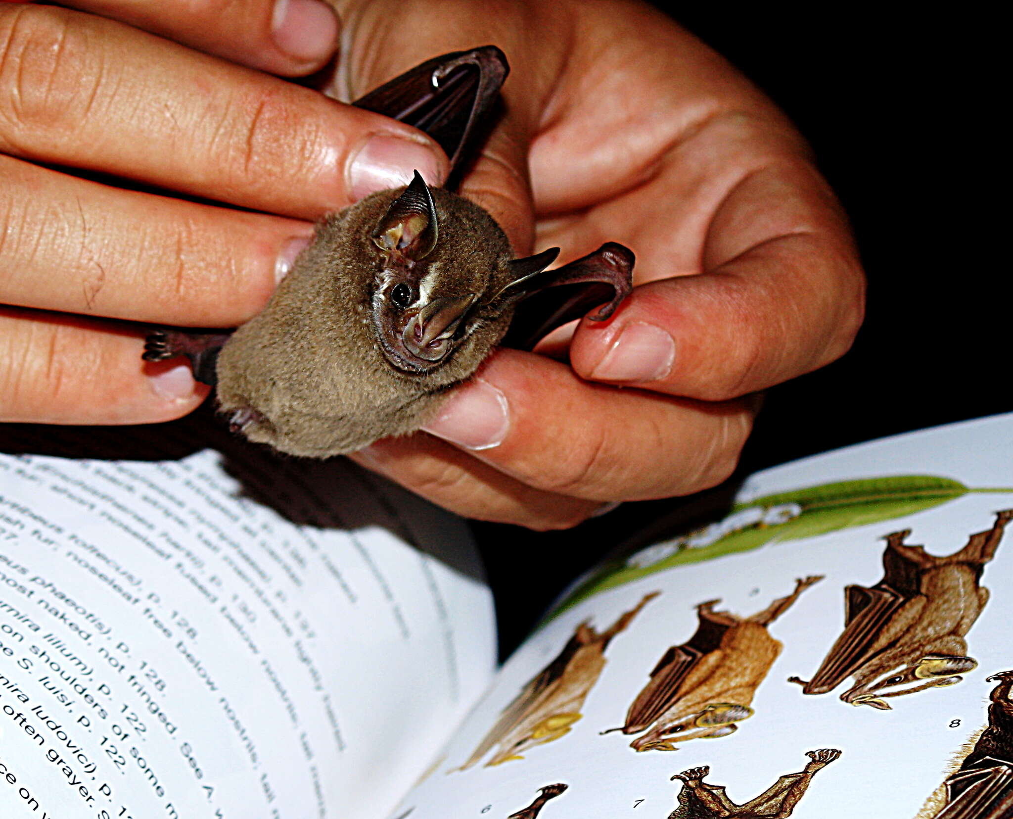 Image of pygmy fruit-eating bat