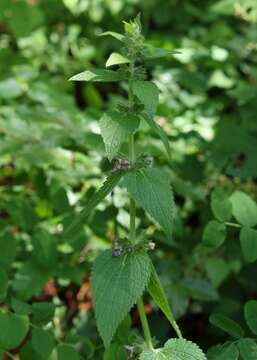 Sivun Stachys alpina L. kuva