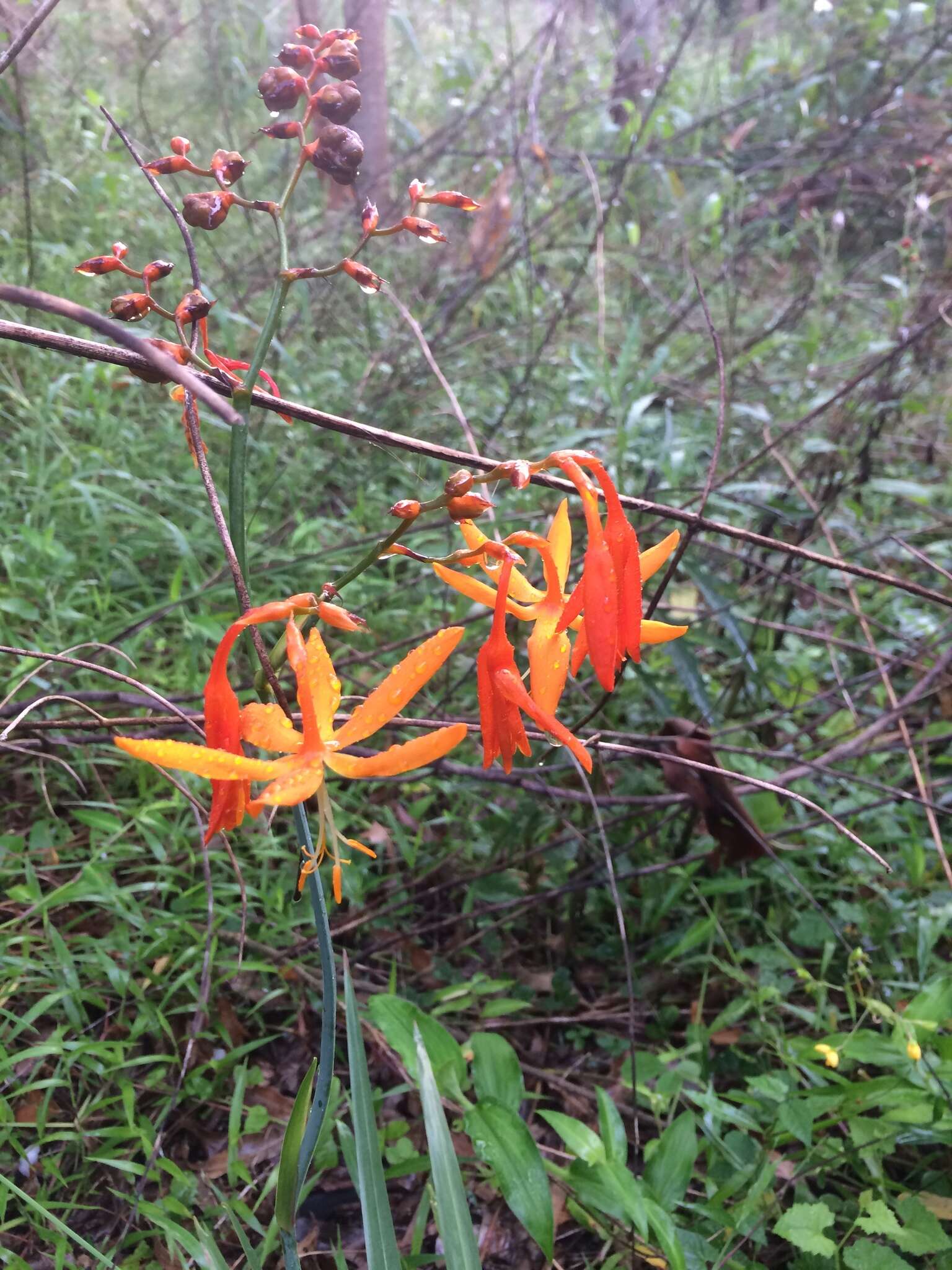 Imagem de Crocosmia aurea (Pappe ex Hook.) Planch.