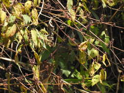 Plancia ëd Yuhina flavicollis Hodgson 1836