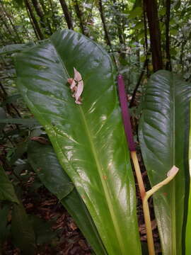 Image of Anthurium hacumense Engl.