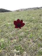 Image of Chocolate Cosmos