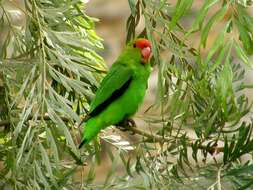 Image of Black-winged Lovebird