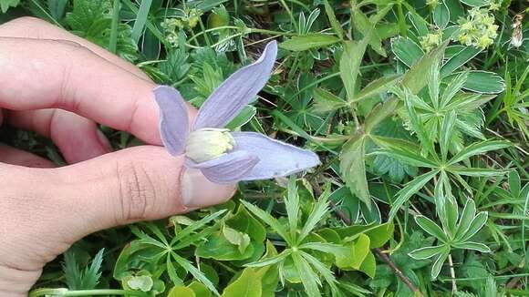 Image of alpine clematis