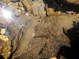 Image of Redbelly Newt