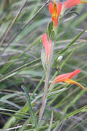 Image of longleaf Indian paintbrush