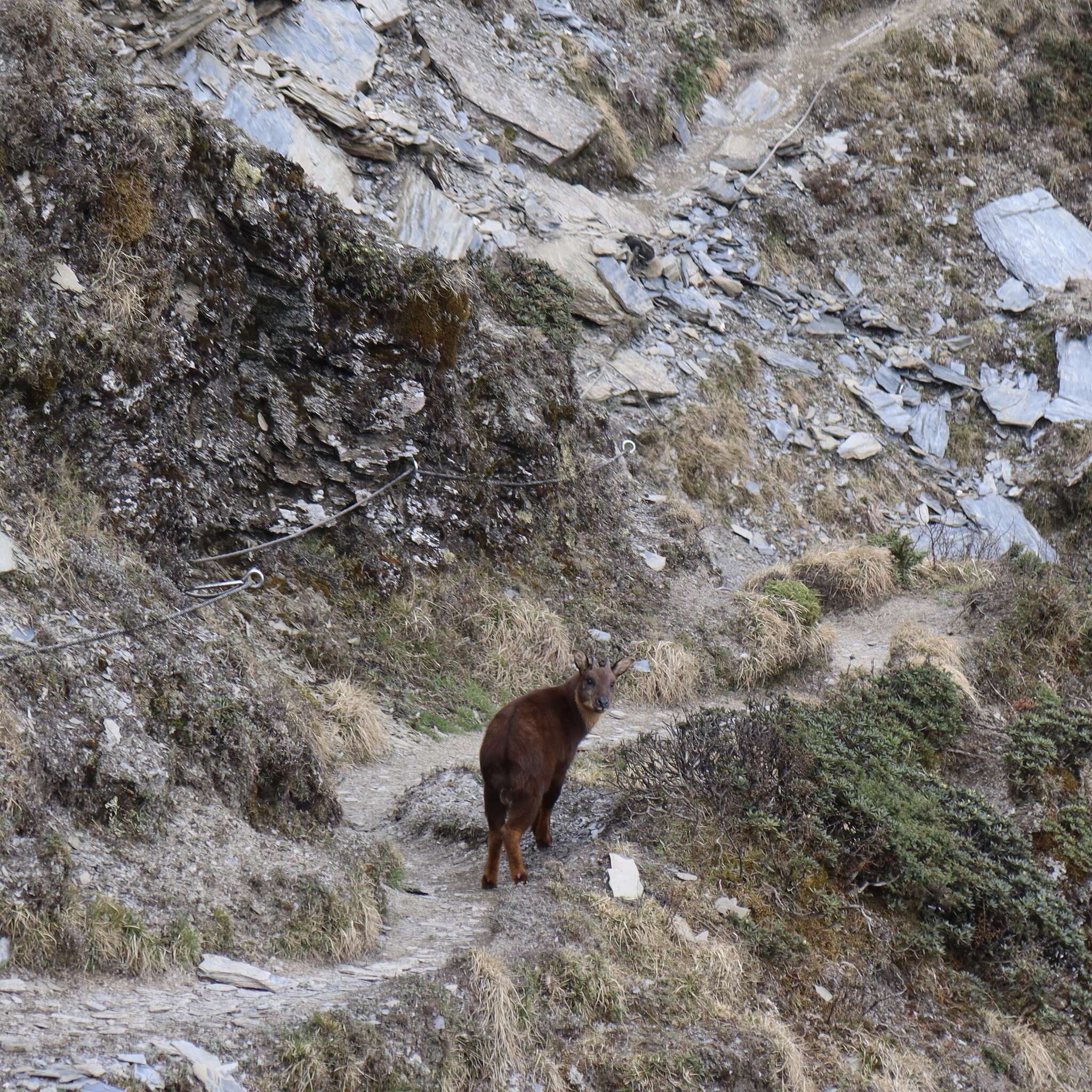 Image of Formosan Serow