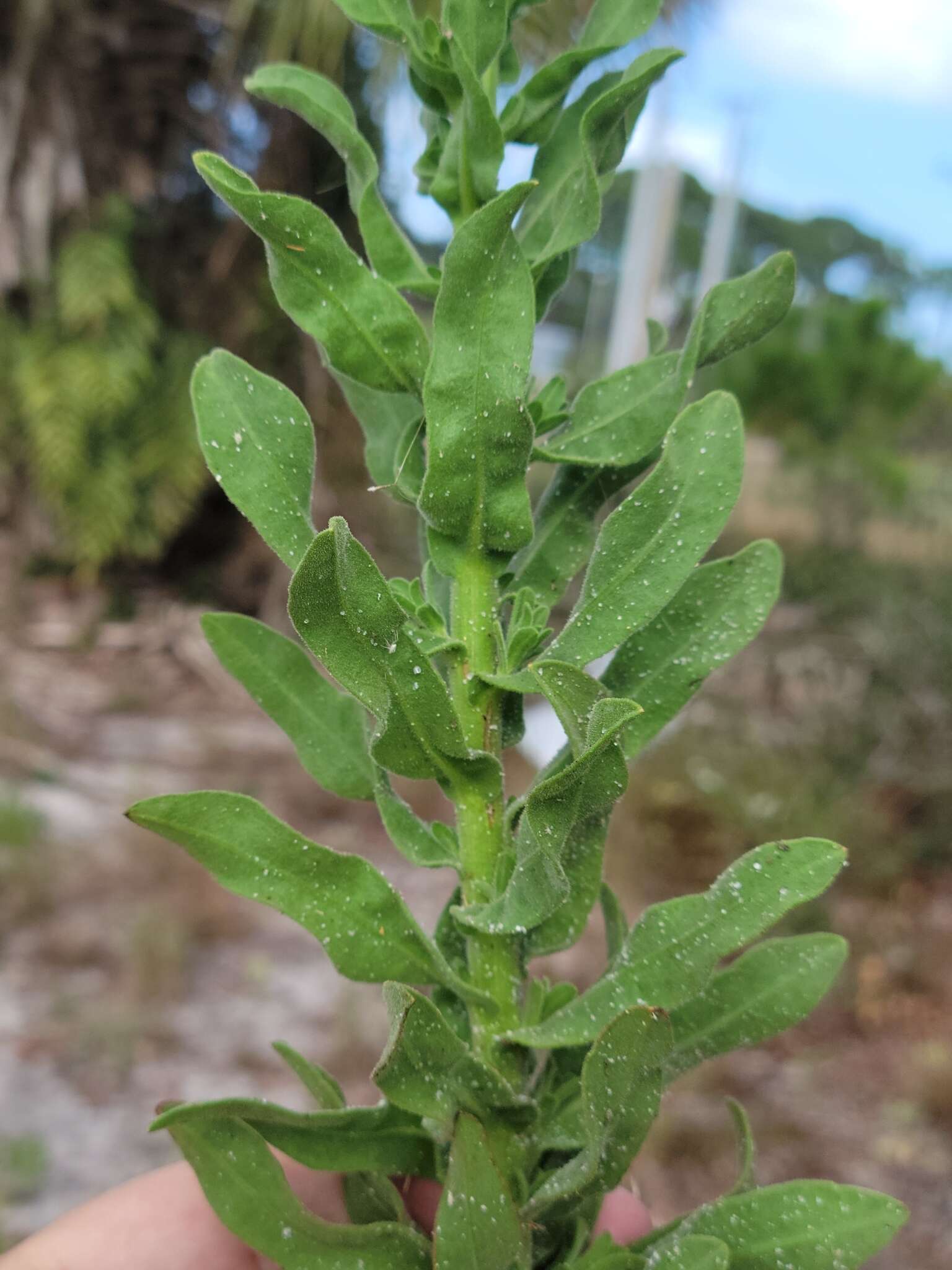 Chrysopsis delaneyi Wunderlin & Semple resmi