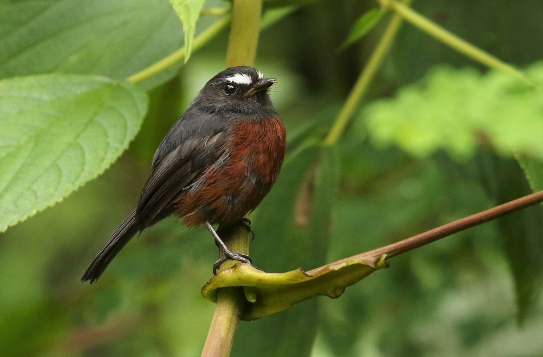 Image of Slaty-backed Chat-Tyrant