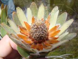 Image of Leucadendron nervosum Phillips & Hutchinson