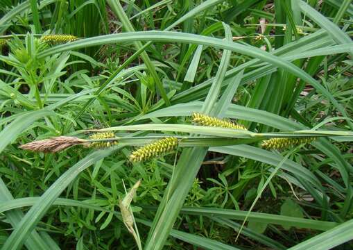 Image of Greater Pond-Sedge