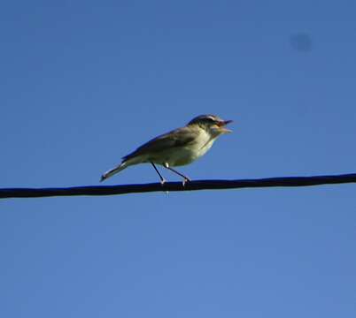 Image of Greenish Warbler