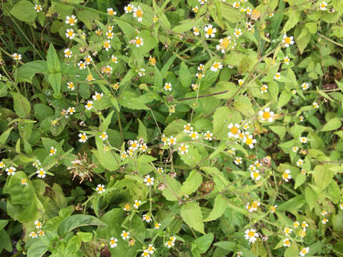 Image of shaggy soldier