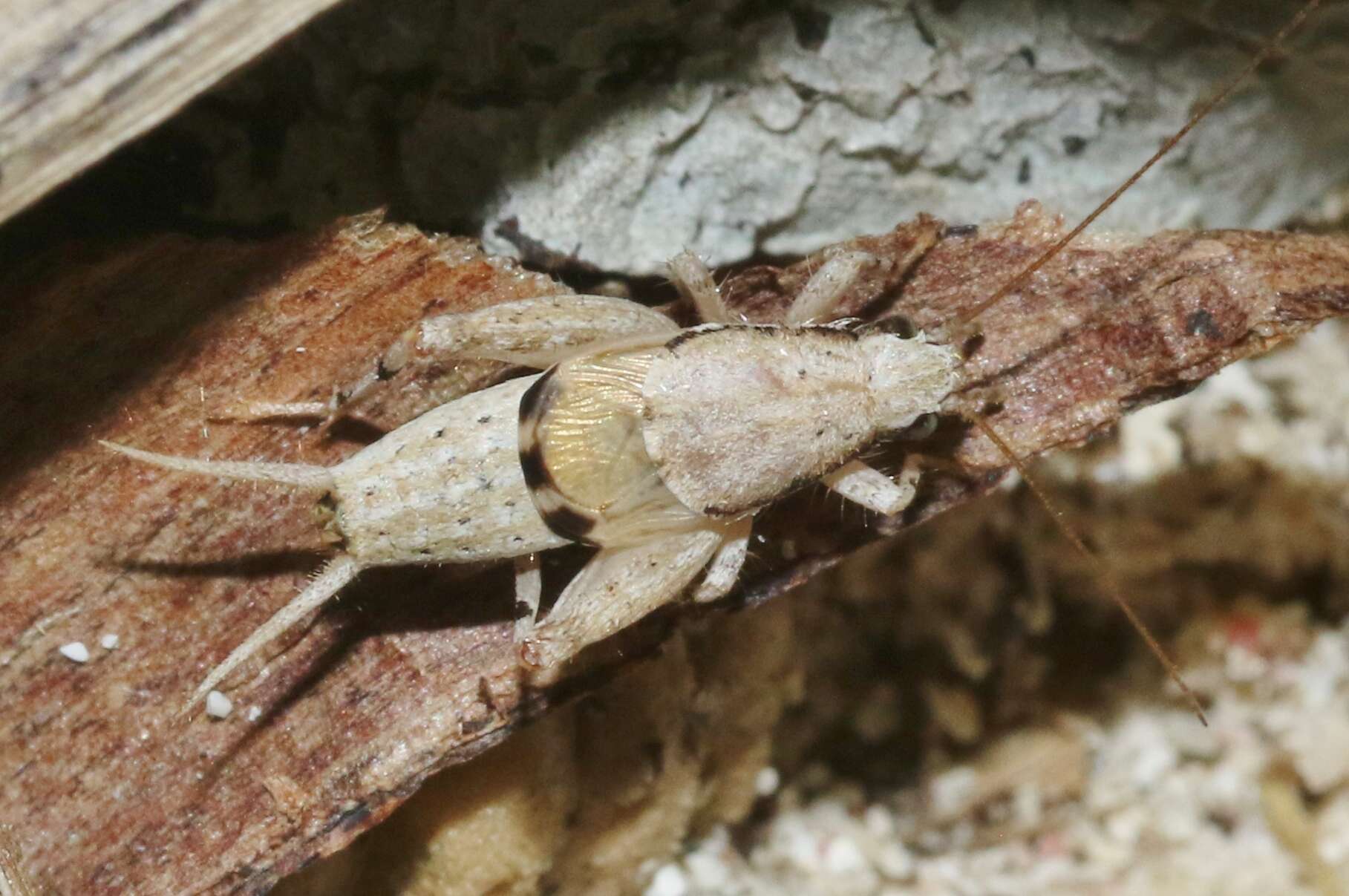 Image of Zebra Scaly Cricket